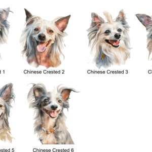 Chinese Crested Images
