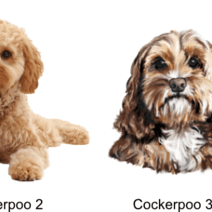 Cockerpoo Images
