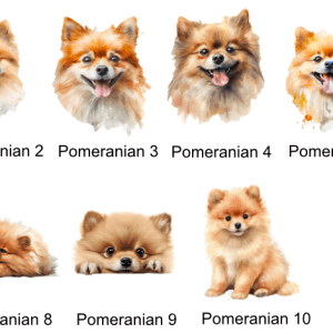 Pomeranian Images