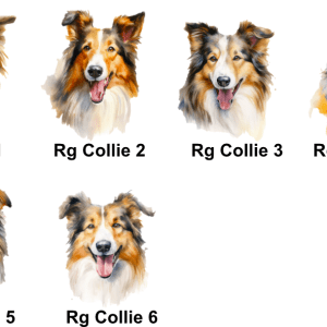 Rough Collie Images