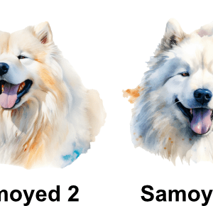 Samoyed Images