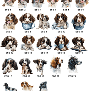 Springer Spaniel Images