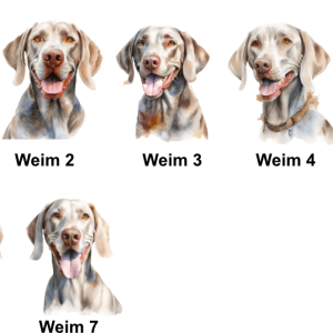 Weimaraner Images