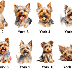Yorkshire Terrier Images